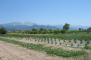 Anteprima Foto 5