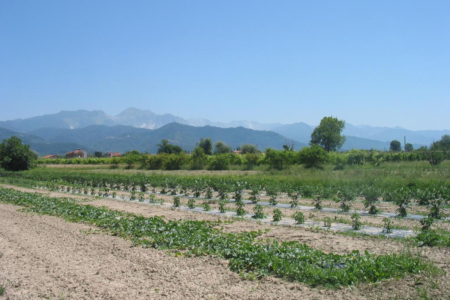 I campi di Cà del Sale