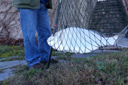 Pesca